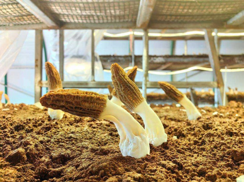 遼寧工廠化層架式栽培羊肚菌首獲成功，開創食用菌產業新篇章